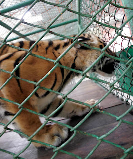  There is some other Tiger house together with some other crocodile house Bangkok Map; Crocodile Farm - Crocodile together with Tiger World