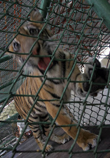  There is some other Tiger house together with some other crocodile house Bangkok Map; Crocodile Farm - Crocodile together with Tiger World