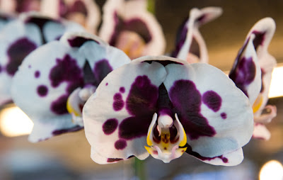 Prize winning orchid