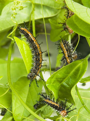 Caterpillars