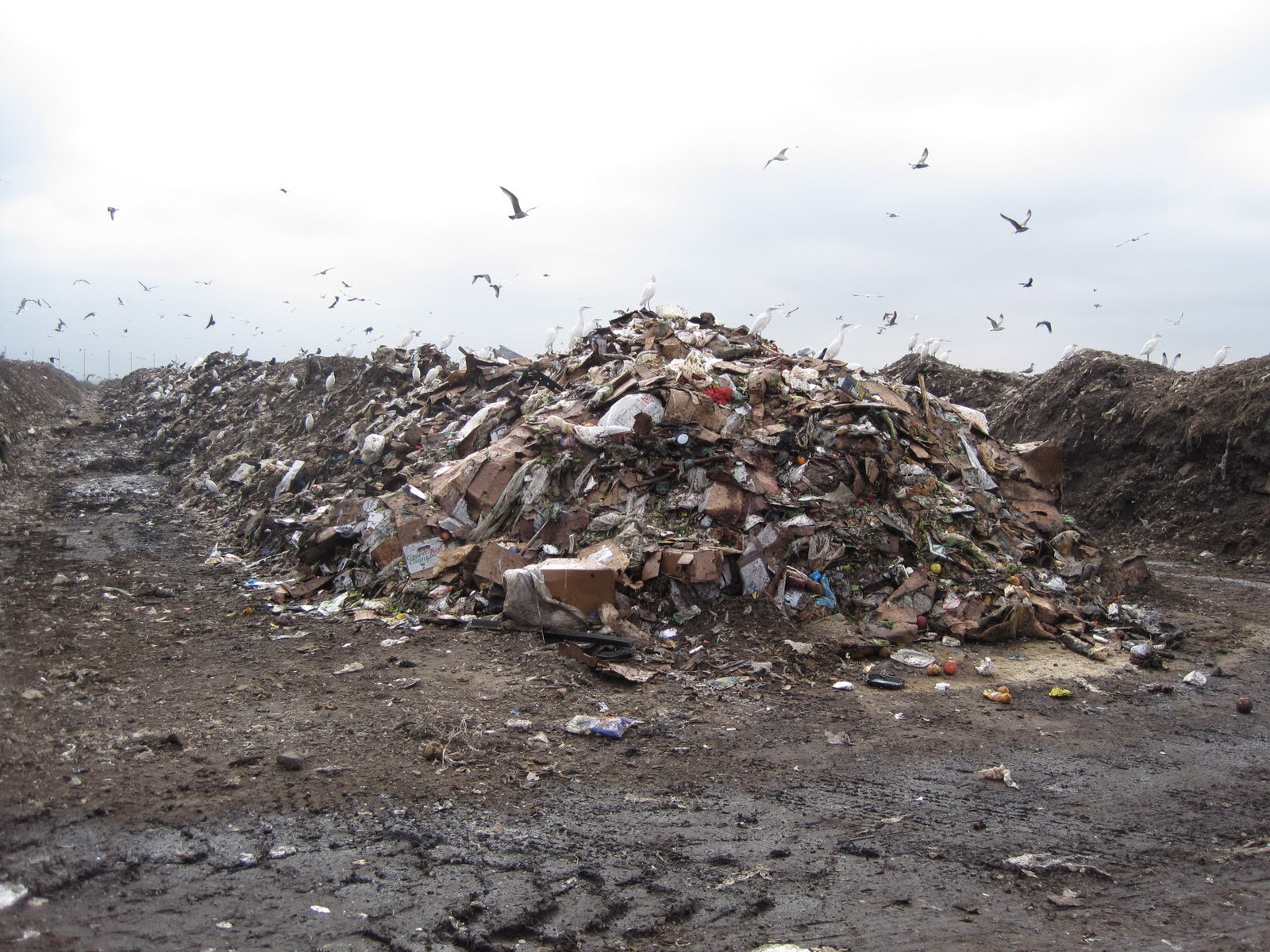 Compost Field Trip Root Simple