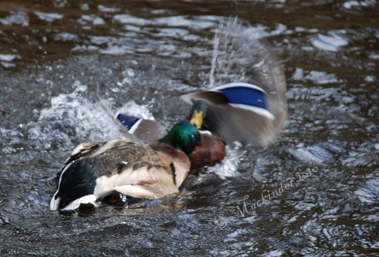 [Ducking+and+Diving+3.jpg]