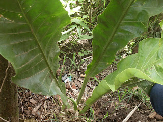 plantas de tradicion cultural 11a tam: COL DE MONTE!
