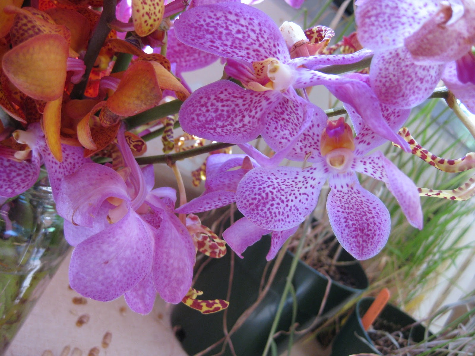 UBC Biology 324 Blog Lab 8 Monocots Orchidaceae