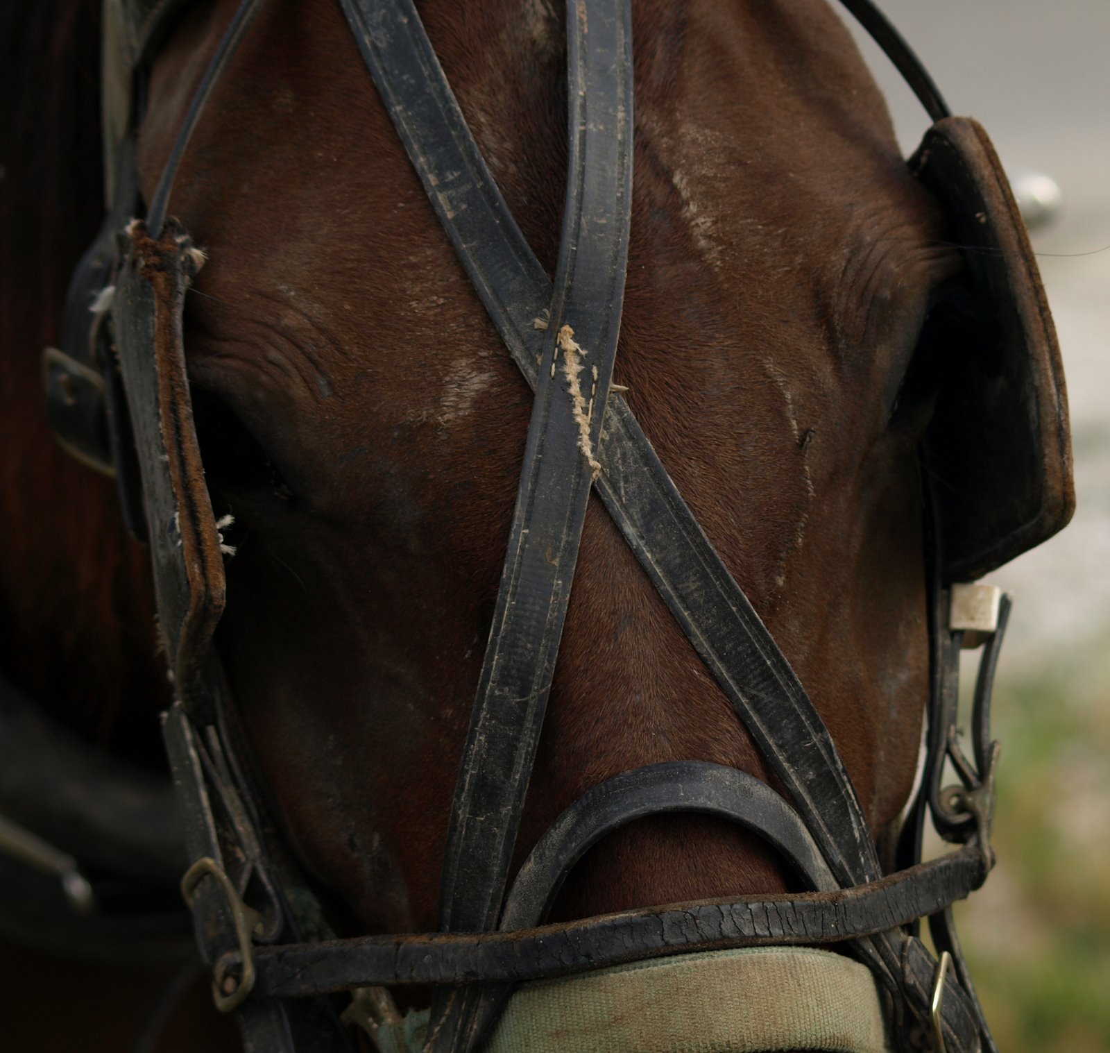 birdman photos Horse with Blinders