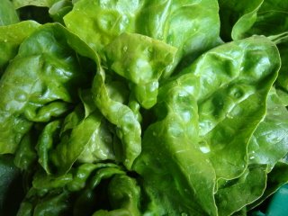 [lettuceblog2.jpg]