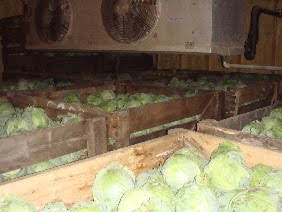 [cabbagestorage.JPG]