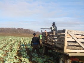 [cabbageharvest2.JPG]