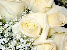 - i love white roses -