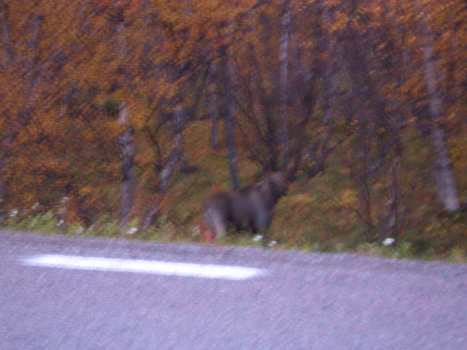 Alter Schwede! Basti in Umeå 2010/2011: Herbst, Rentiere, Norwegen.