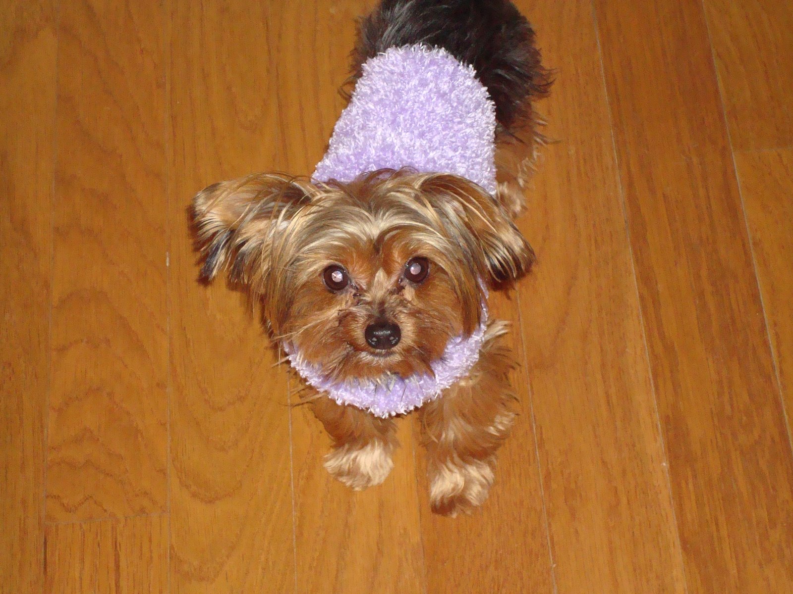 [Tulip+in+sweater.JPG]