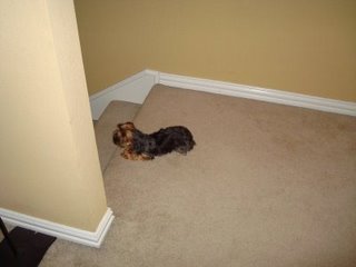 [Tulip+guarding+stairs.JPG]