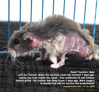 Singapore Hamsters 7 Is Euthanasia Is The Only Option