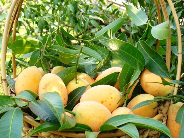 GardenSeed: Buah Kundang / Mango Plum / Mini Mango / Ma Phrang (Bouea  macrophylla Griff.)