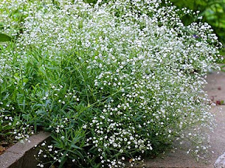 GardenSeed: Annual Baby's Breath