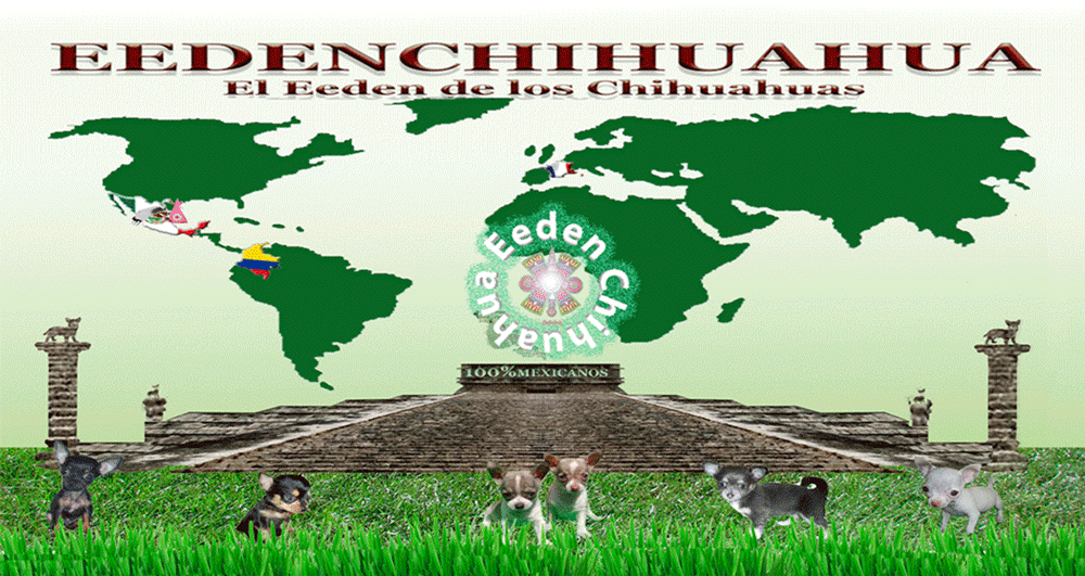 CHIHUAHUA 100% MEXICANOS