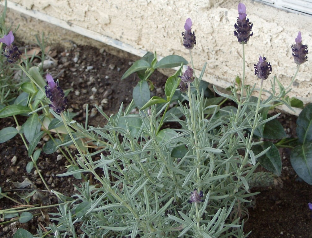 [1lavenderplant.jpg]