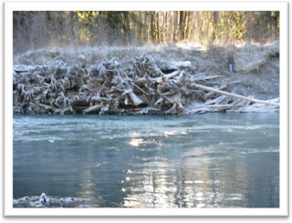 Engineered logjam on the Hoh River during the winter (2010)