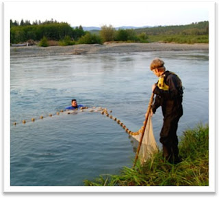 Seining at Hoh River Site 1