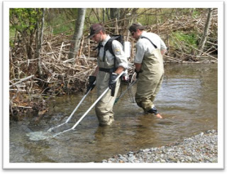 Biologists looking for lamprey in the Big Quilcene River