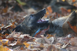 Rylee in Leaves