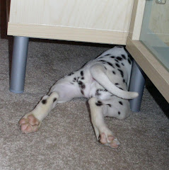 Rouge Puppy Pic Under Furniture