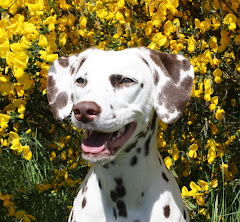 Rouge Yellow Flowers