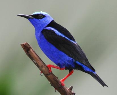 http://1.bp.blogspot.com/_BrnTY3TSYEU/SwSggGNidYI/AAAAAAAAAV0/tXCFdmkZe7Q/s1600/WEB+Red-legged+Honeycreeper+male.JPG