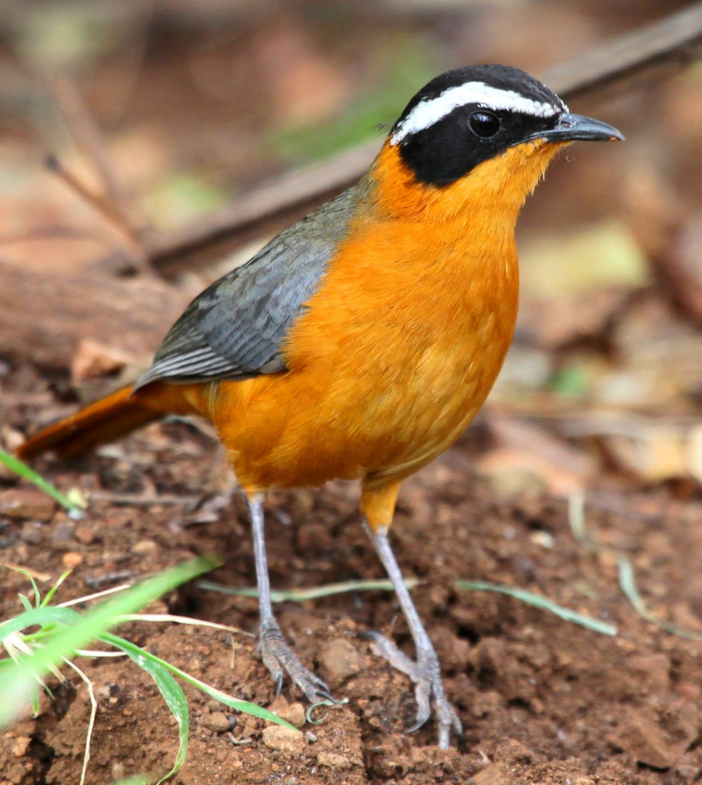 South african chat South african chat