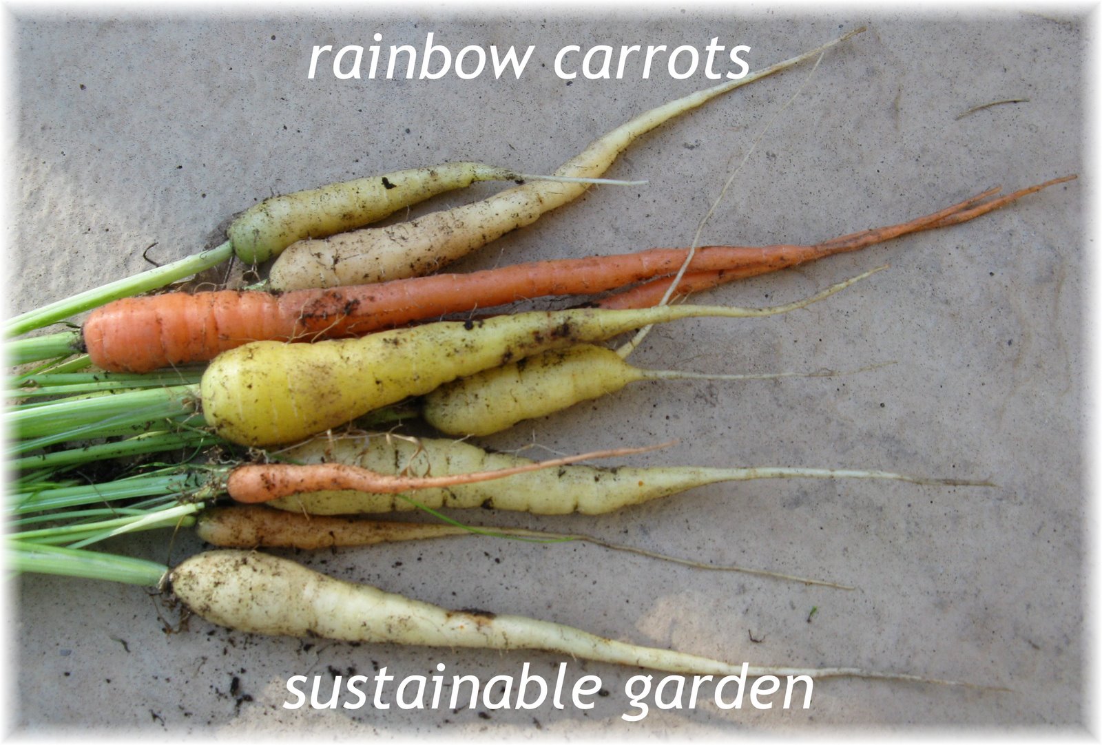 [July+21+rainbow+carrots.jpg]