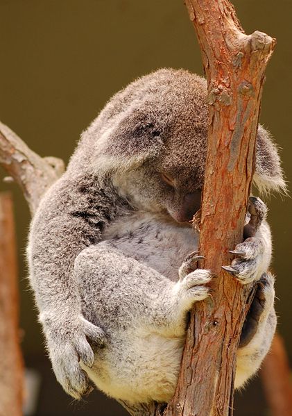 [421px-Koala_sleeping-edit.jpg]