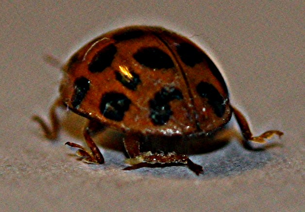 [Ladybug+013.jpg]