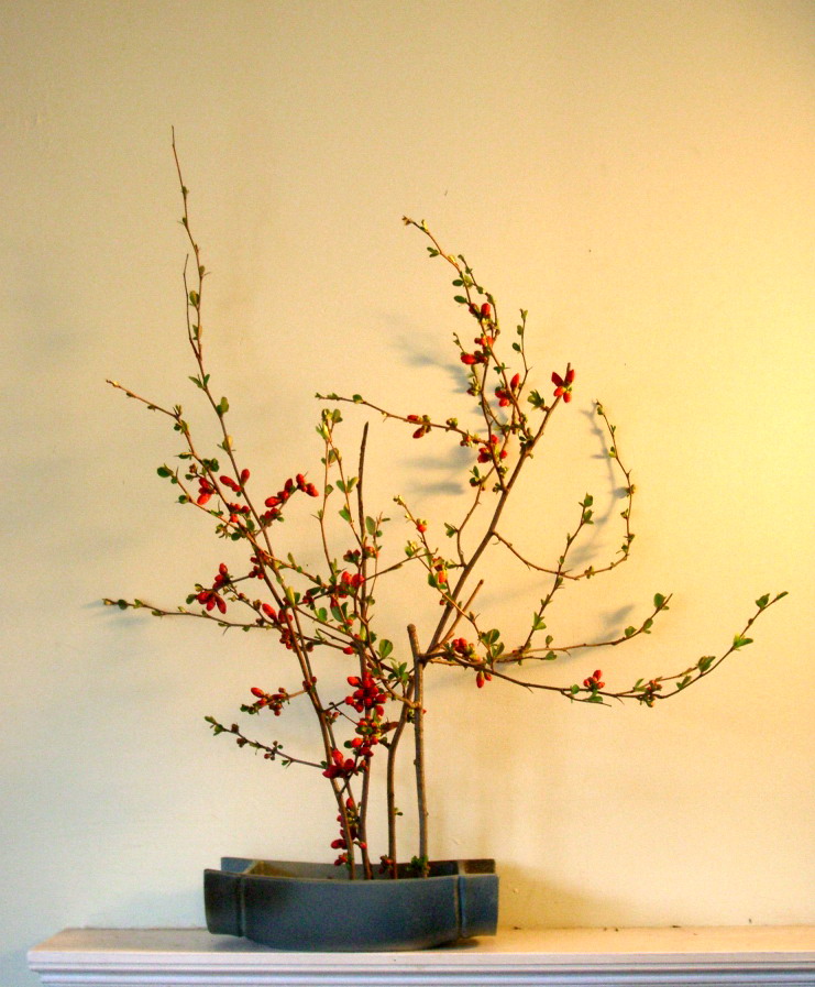 IKEBANA IN MAINE Spring branches Flowering Quince