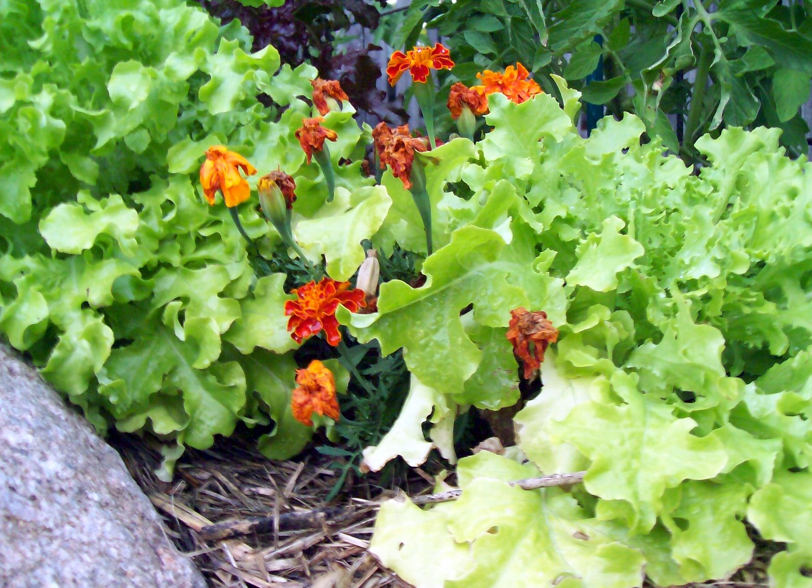 Joey's Place Butter Lettuce and Marigolds