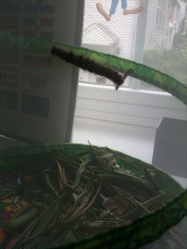 Mama Joules One Good Thing About Tent Worms