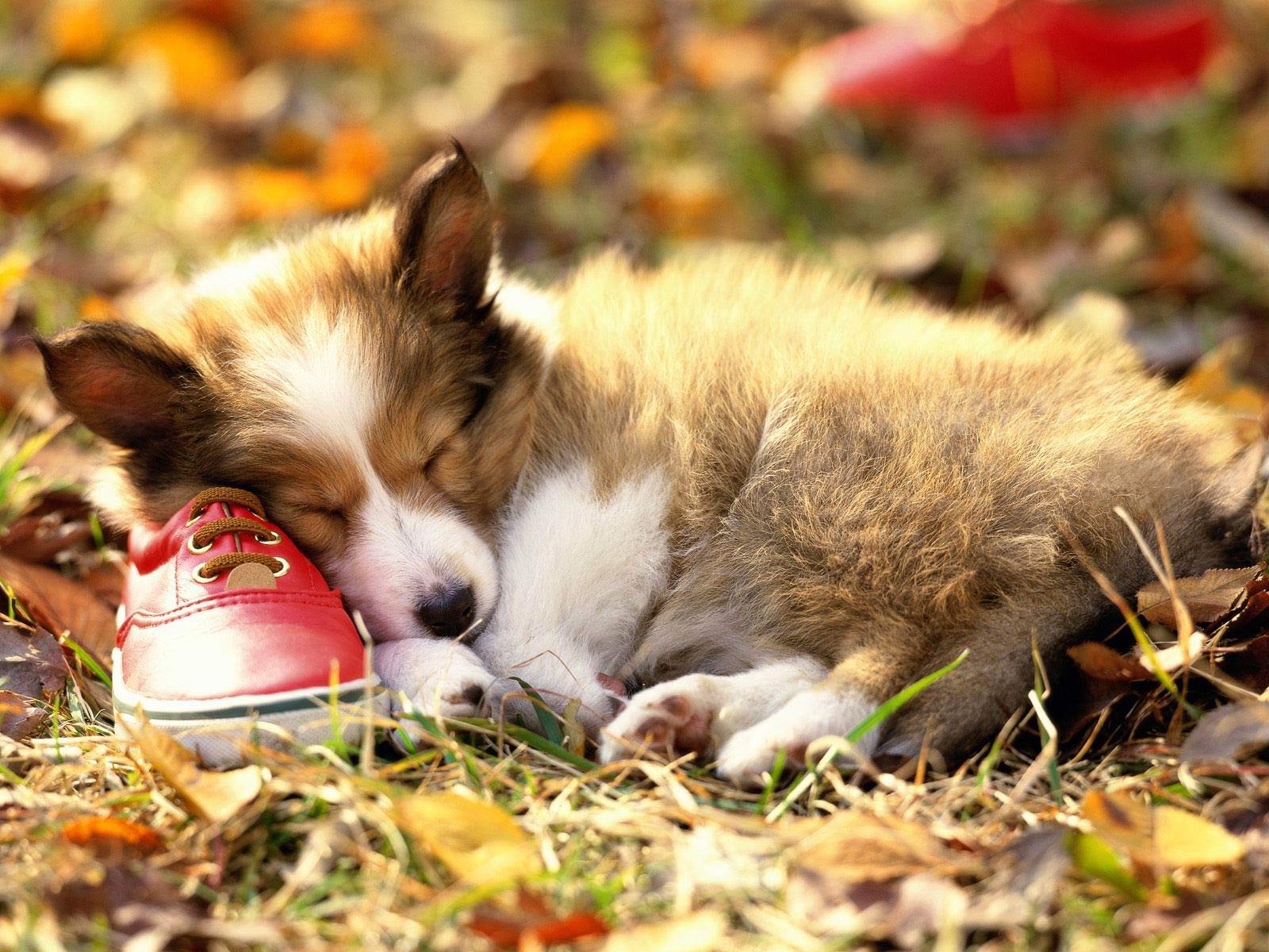 TipTop 3D & HD Wallpapers Collection: Beautiful Dogs Wallpapers