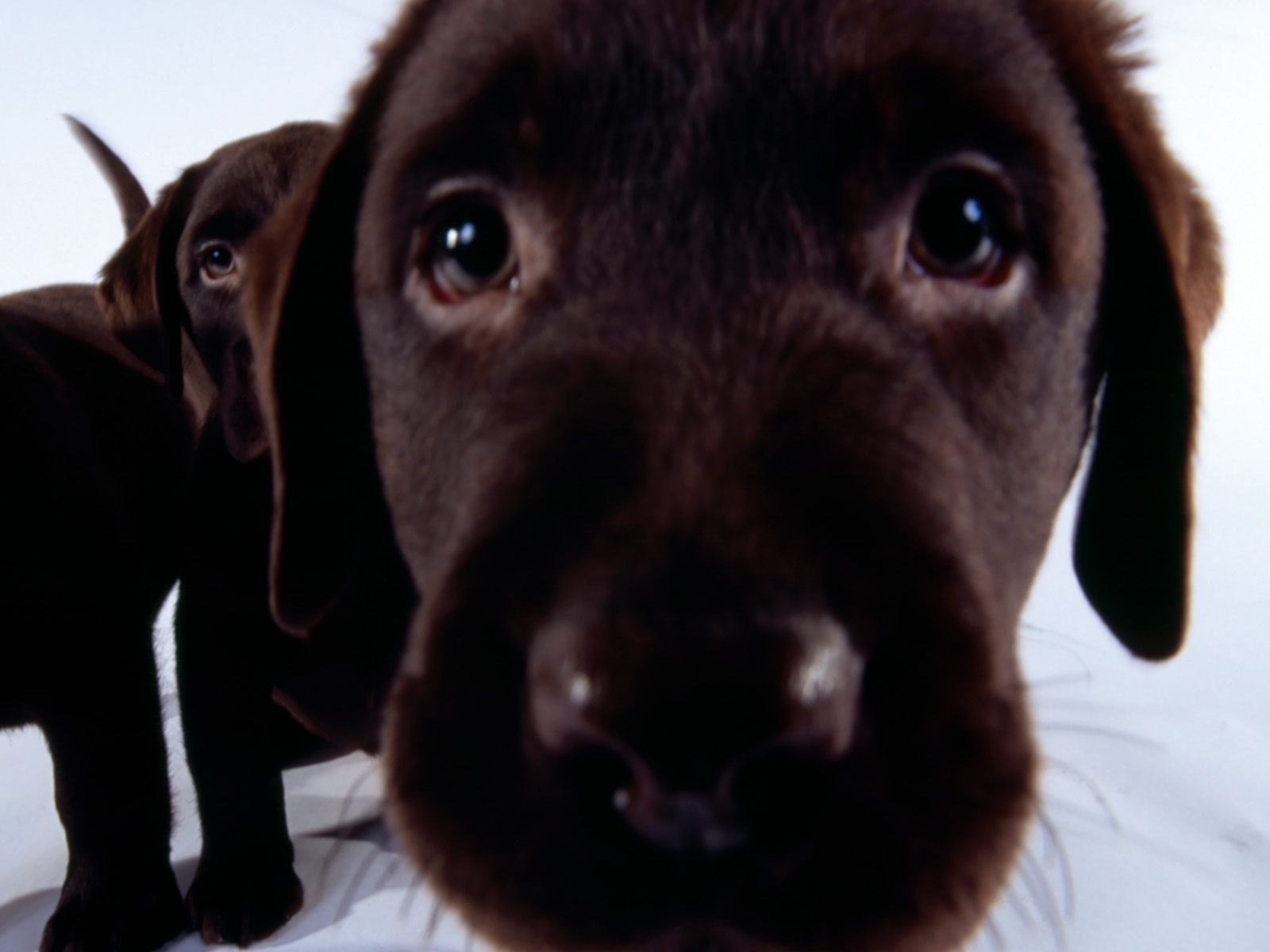TipTop 3D & HD Wallpapers Collection: Beautiful Dogs Wallpapers