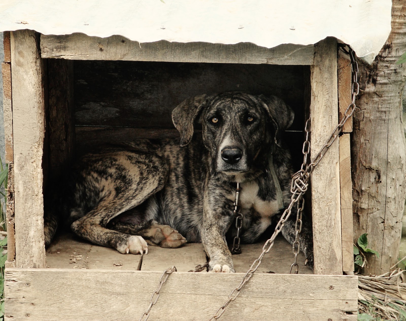 Pioneer Bookworm, life in Belize big dog, little dog