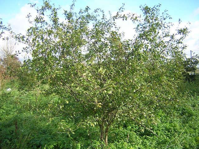 Down at the old Bullen Bush: Sloe Gin