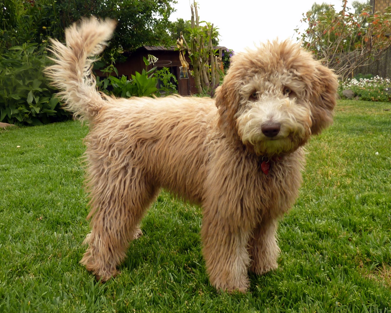 Golden Gate Labradoodles: Authentic Australian Labradoodles