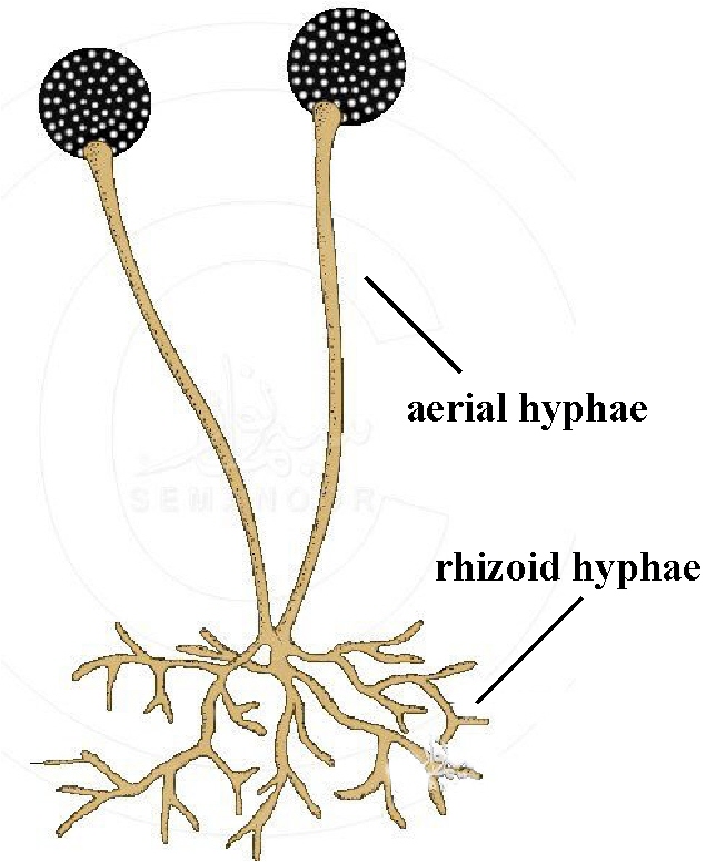 zHomeschooler's Resources: Apologia Biology, Module 4 ... hypha diagram 