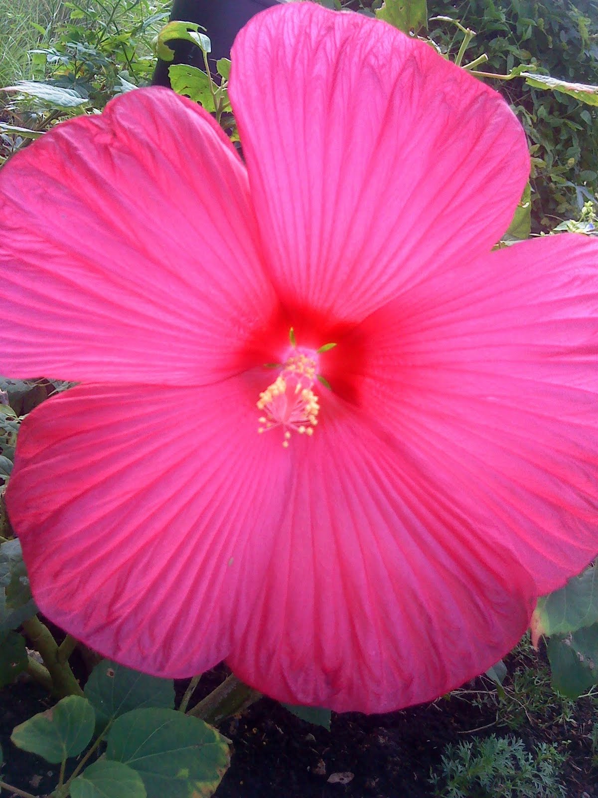 types of hibiscus flowers pictures Hibiscus Flowers That Look Like | 1200 x 1600