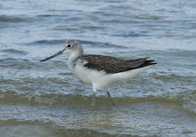 Greenshank