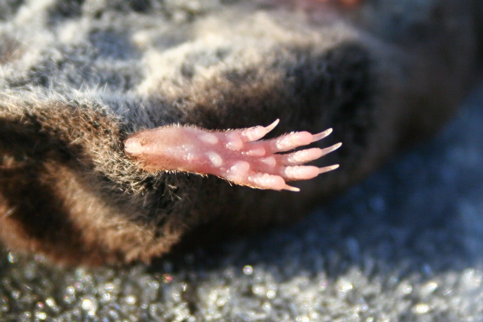 Valley Naturalist Poor dab