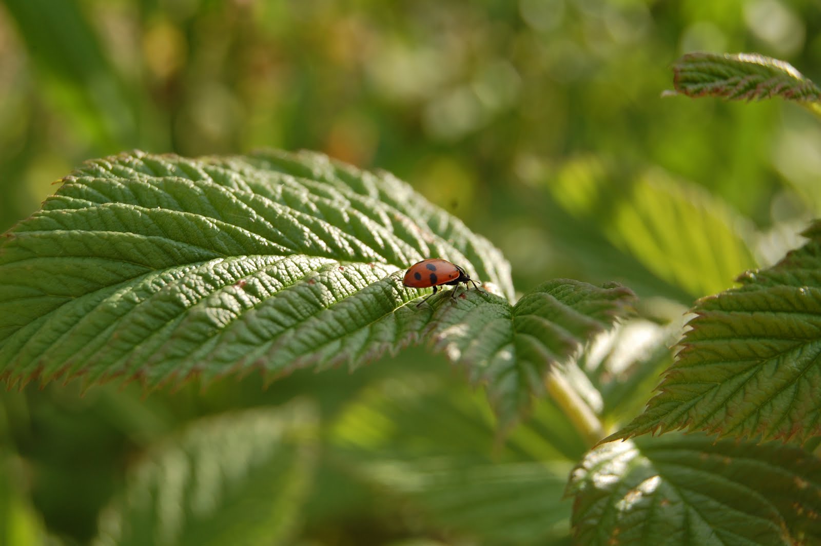 CALICO GARDEN: Lady Bug Release