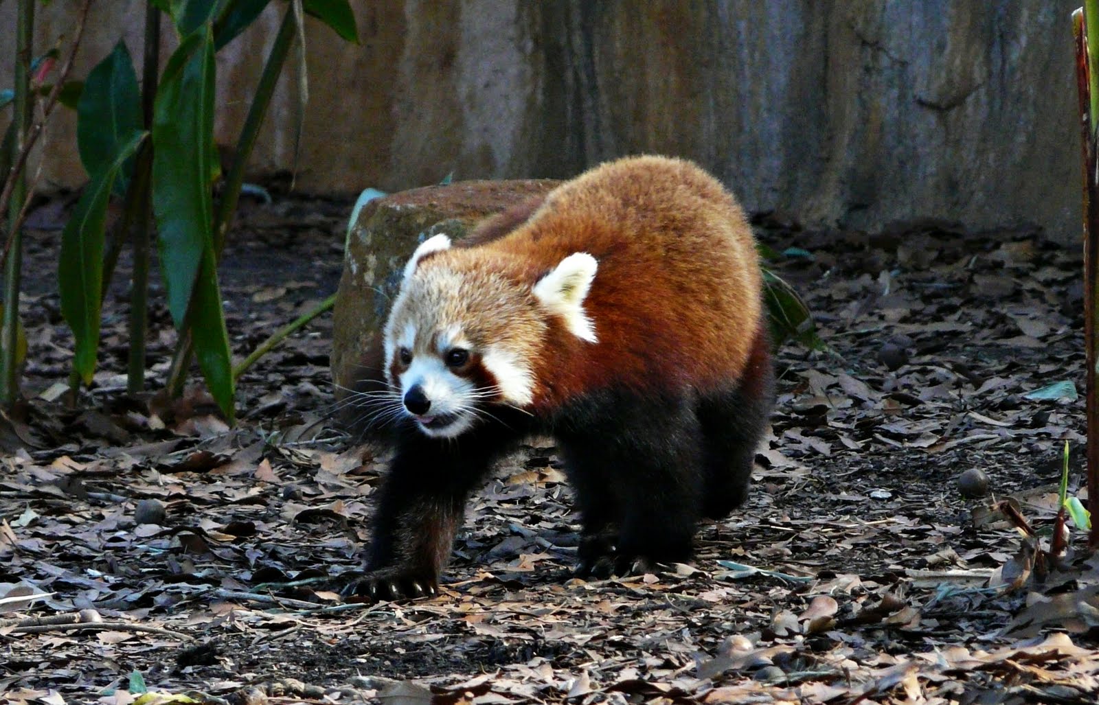 Australian Adventures Natural, Cultural information and photos