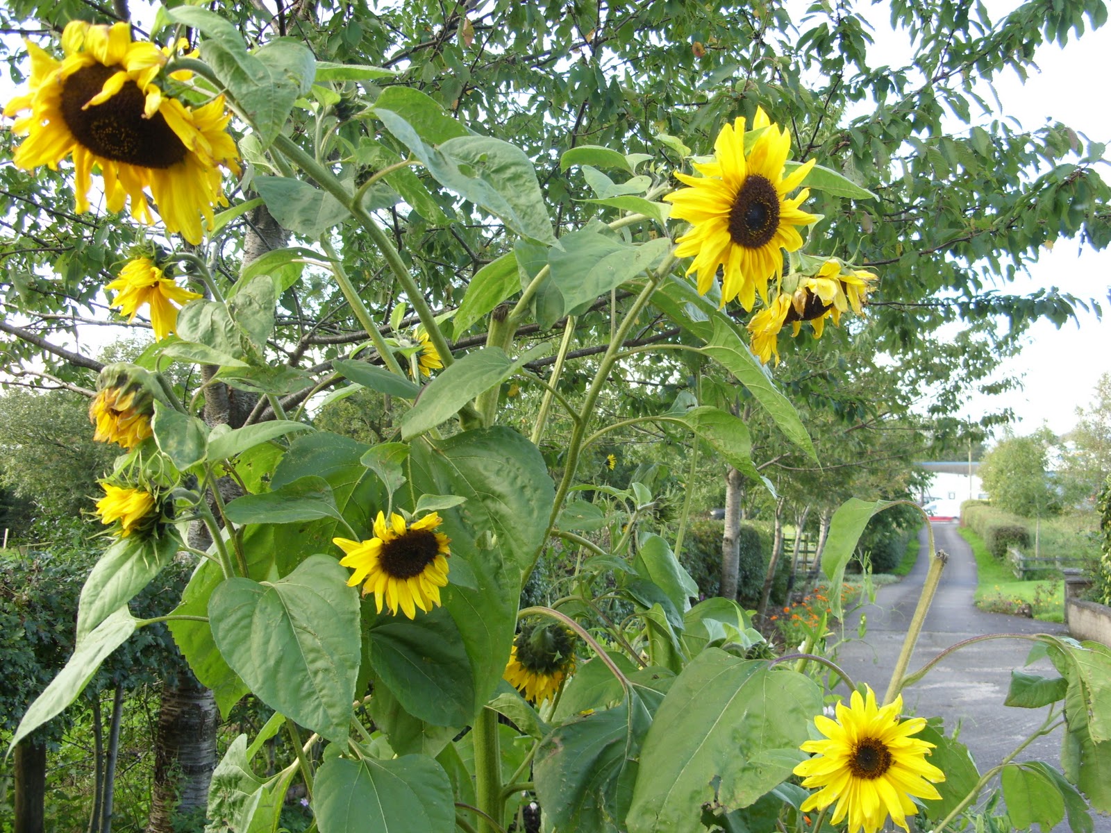 Kelli's Northern Ireland Garden Autumn Yellows Sunflower, Poppy