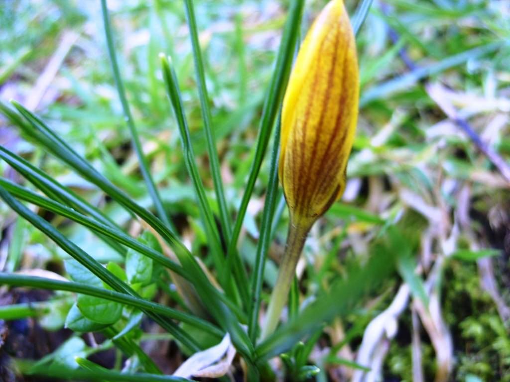 Kelli's Northern Ireland Garden Crocus & emerging bulbs