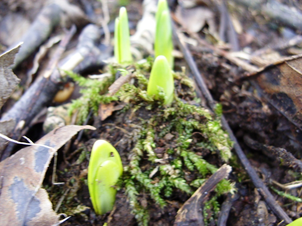 Kelli's Northern Ireland Garden Crocus & emerging bulbs