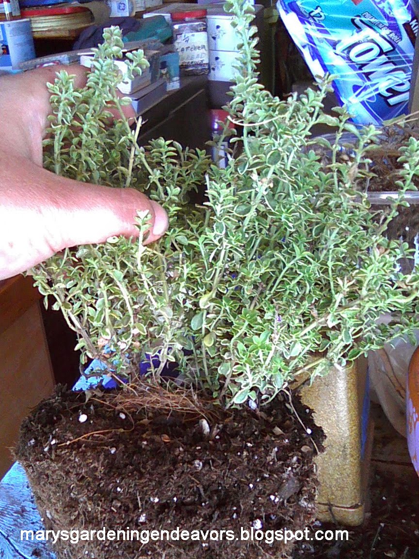 Mary's Gardening Endeavors Dividing my Thyme